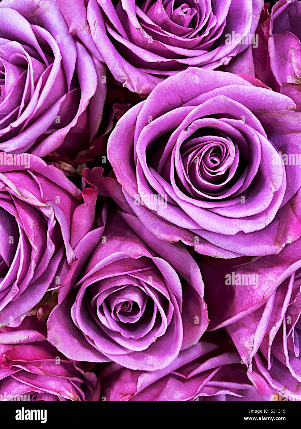 Photography Purple Roses
