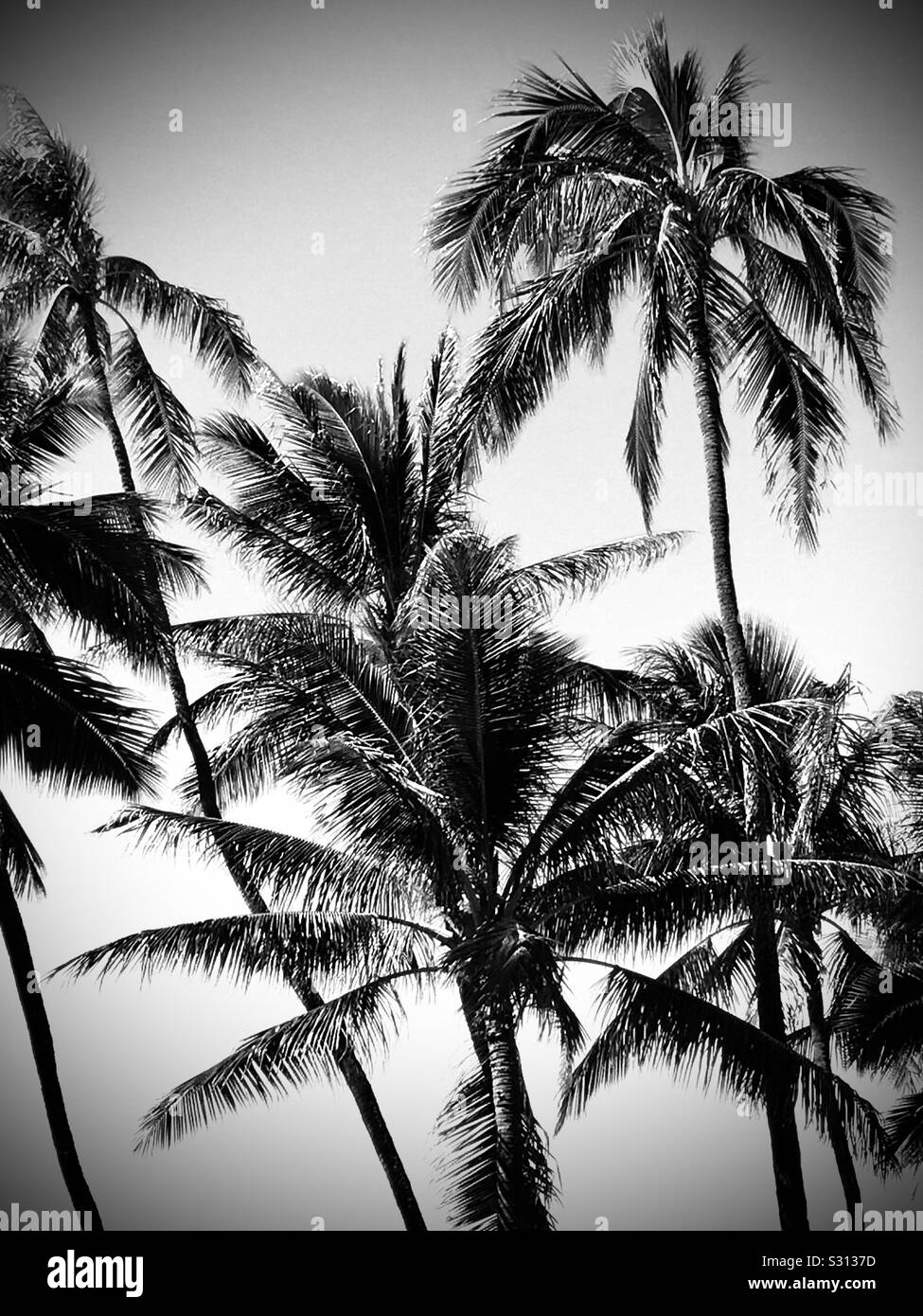 Tropical Coconut Palms In Black And White Stock Photo Alamy