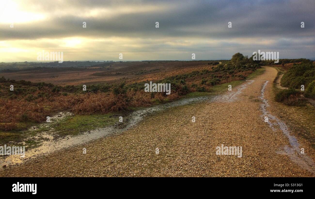 Tracks in the New Forest - Smartphone Captured Stock Image