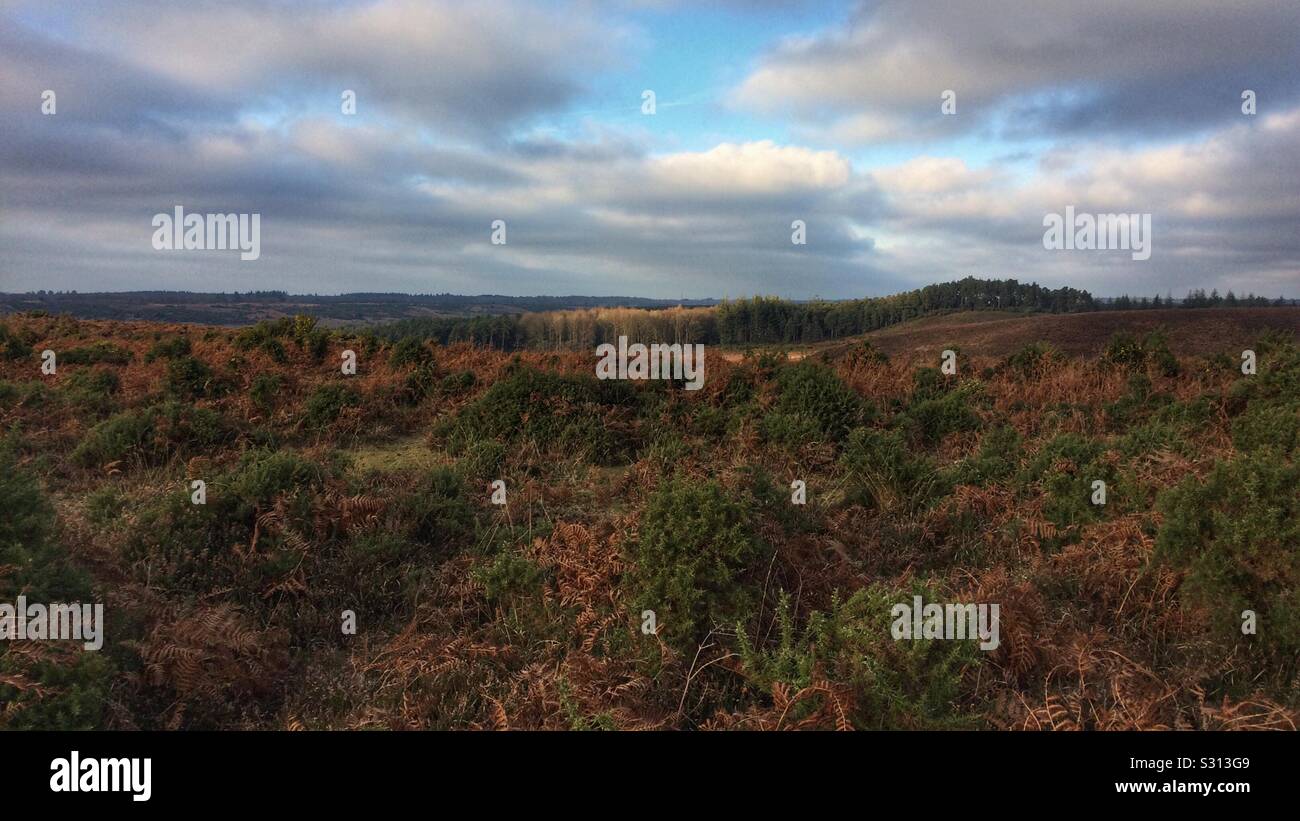 New Forest colour on a winters day - Smartphone Captured Stock Image