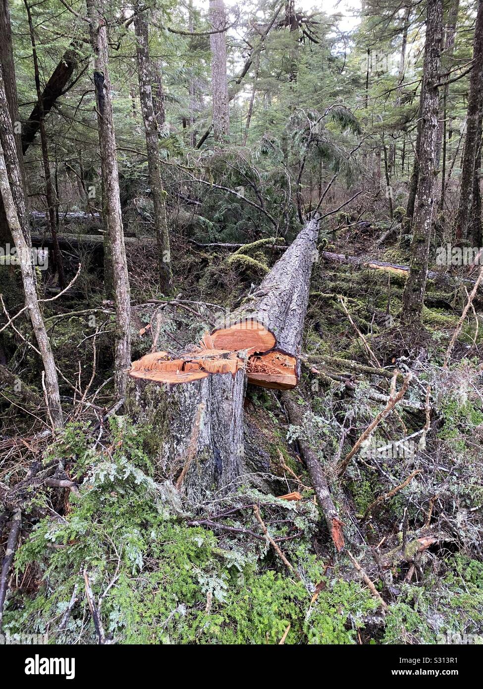 Evergreen tree cut down by chainsaw, Juneau, Alaska Stock Photo Alamy