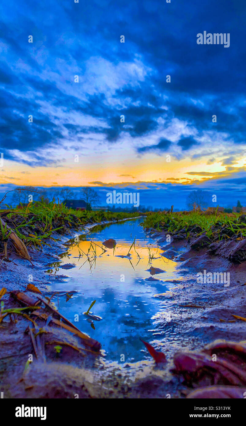 Dramatic and colorful sunset or sunrise sky reflected in the water of a puddle in a farmfield - Smartphone Captured Stock Image