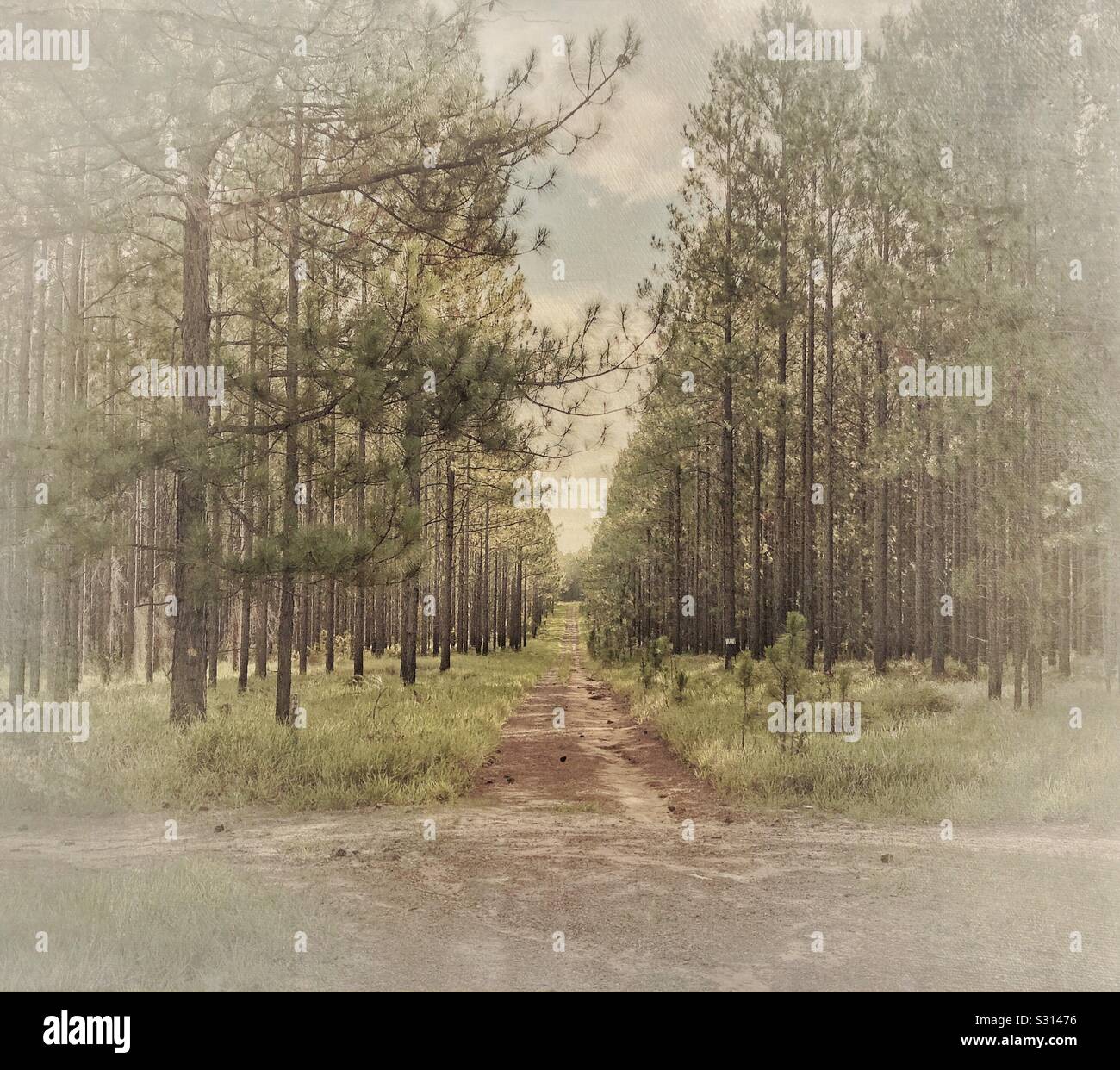 Pine Trees Queensland Australia Stock Photo Alamy