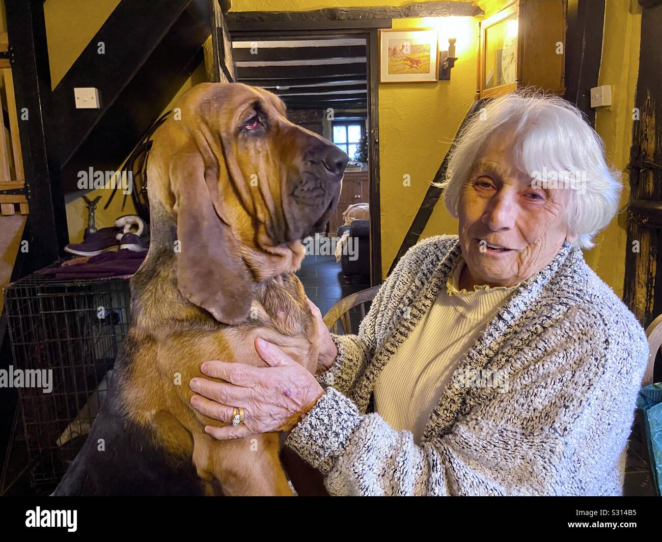 Old lady and bloodhound Stock Photo