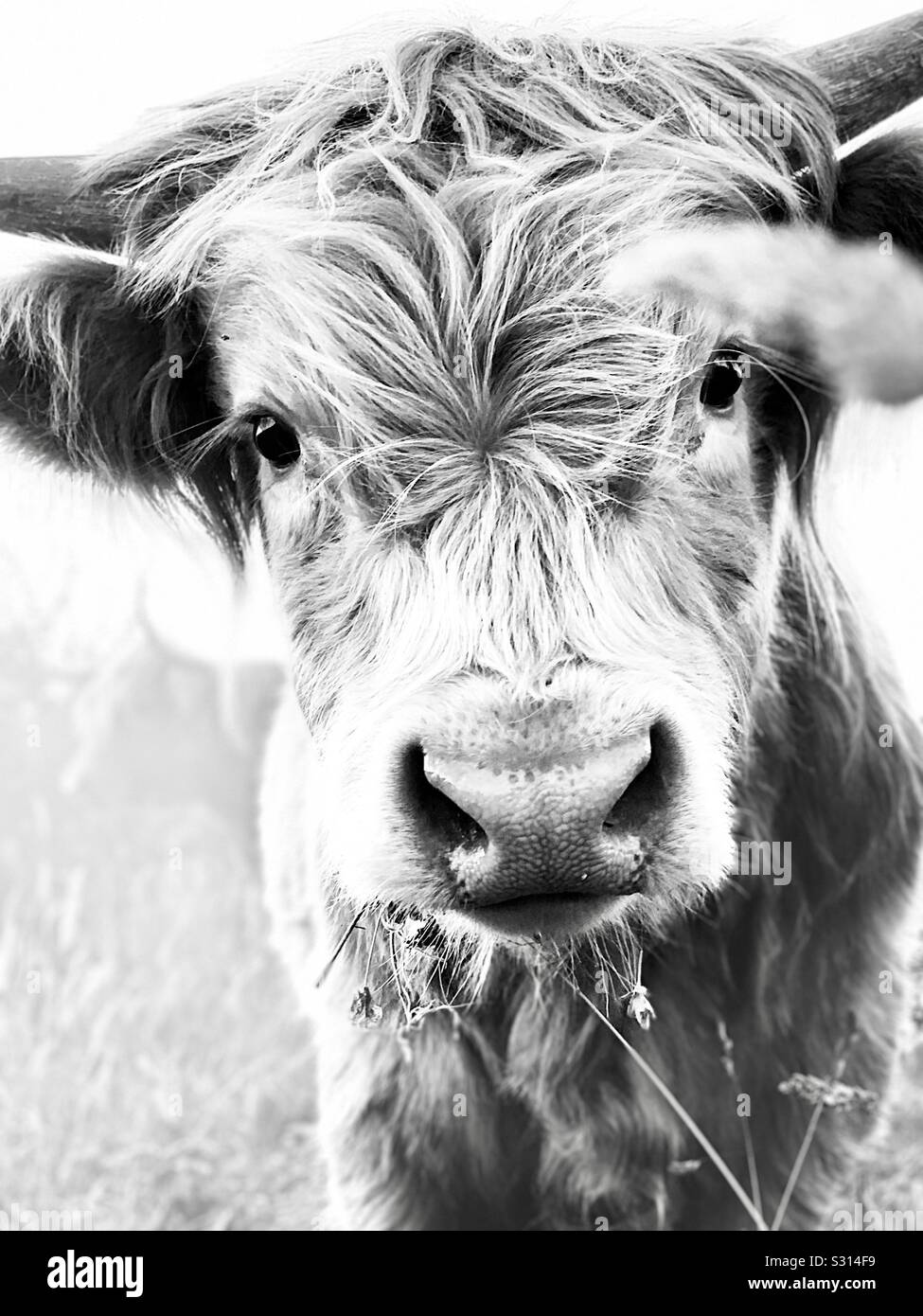 Young highland cow Stock Photo