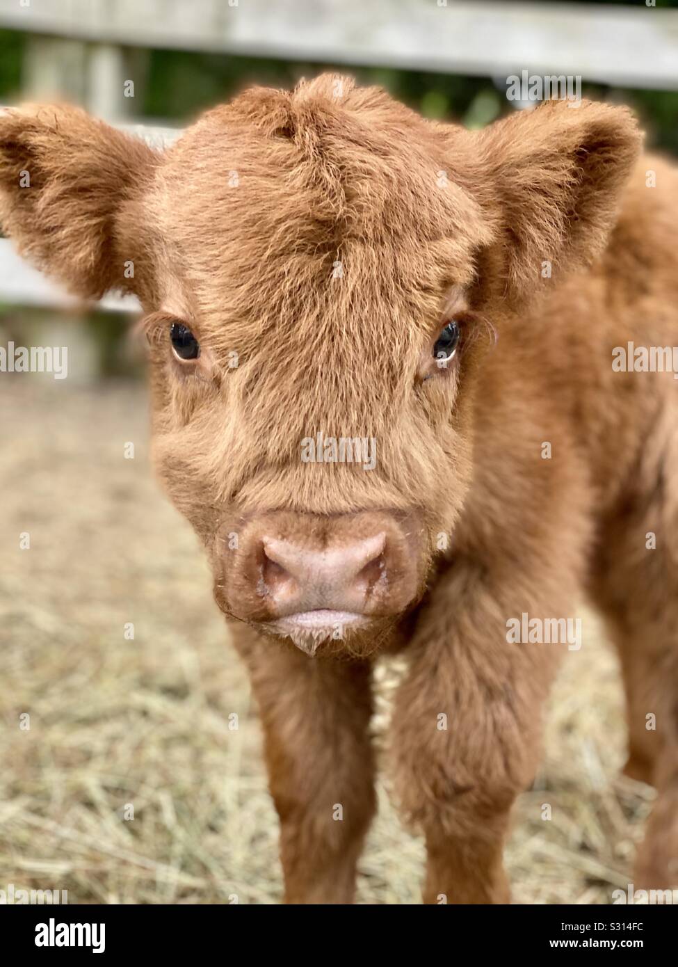 Newborn highland calf Stock Photo