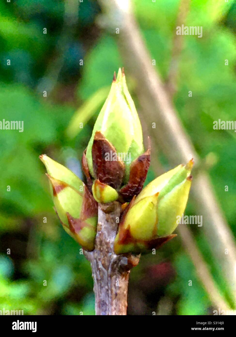 Trees budding in the winter getting ready for spring Stock Photo Alamy