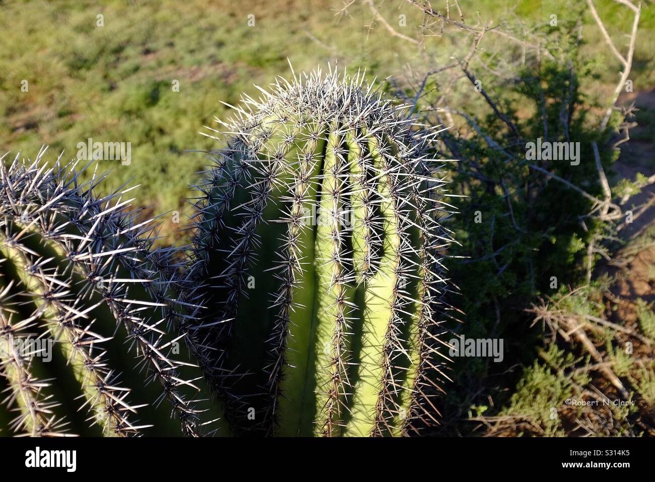 Cactus in the Arizona desert Stock Photo