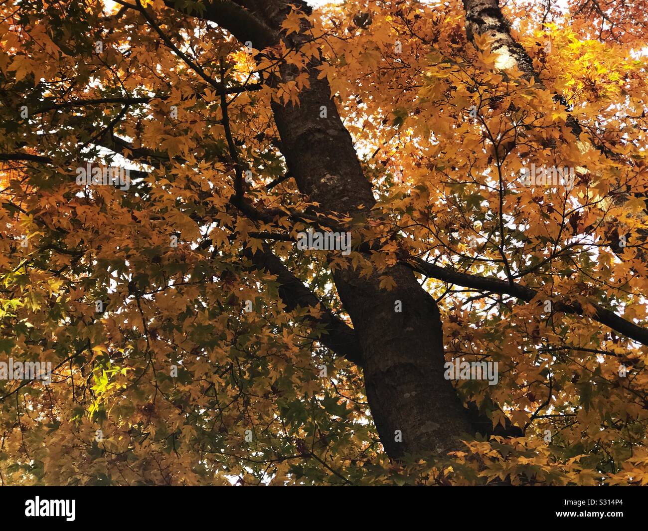 Golden autumn leaves hi-res stock photography and images - Alamy