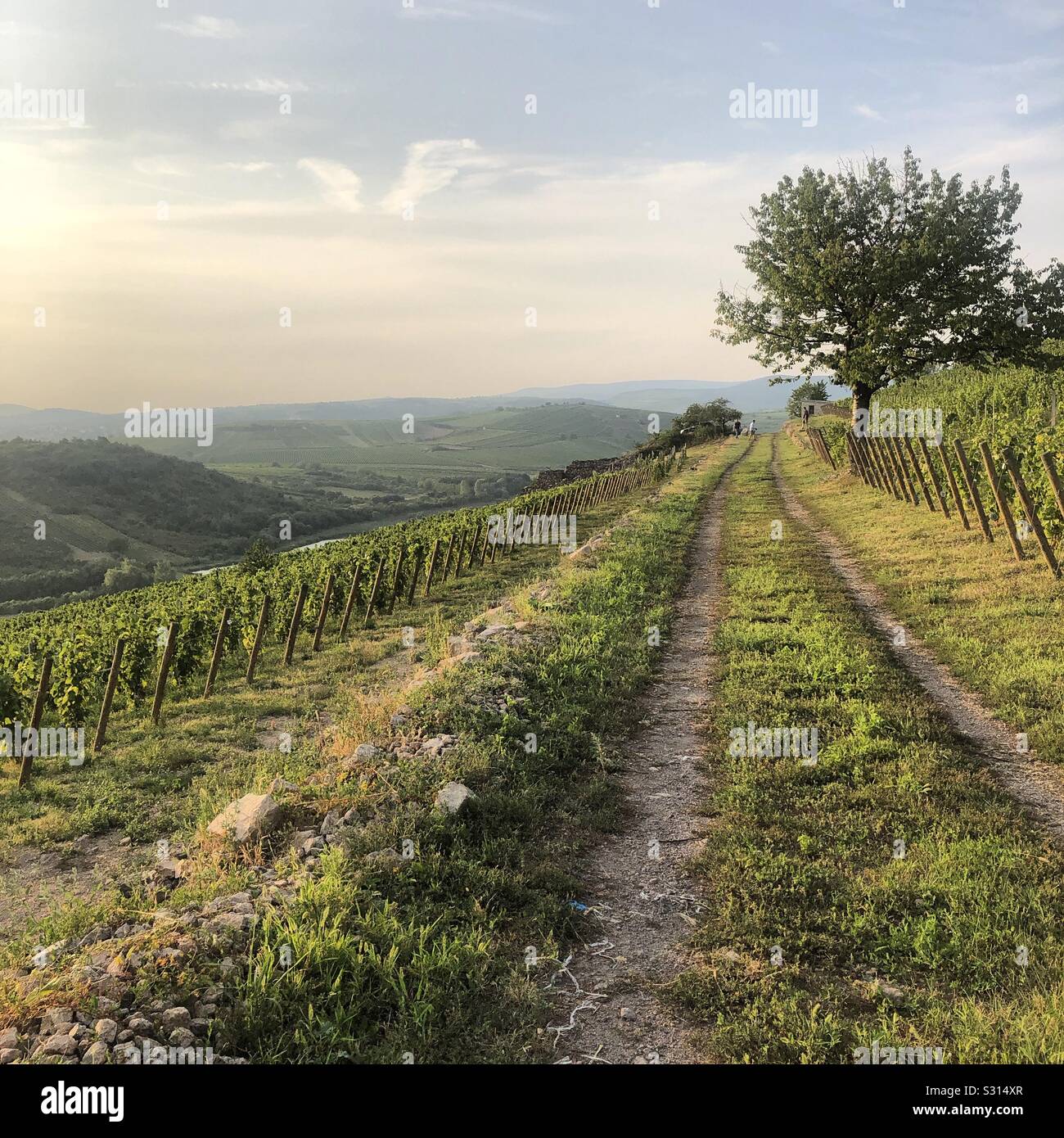 Wineyard in Tokaj, Hungary Stock Photo