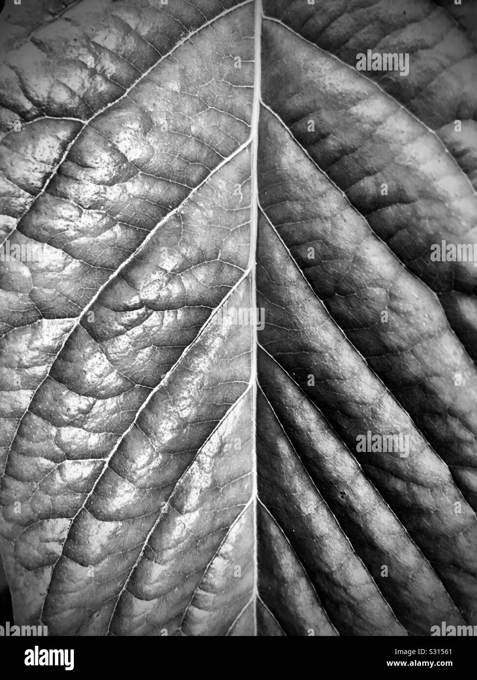 Close up leaf veins Black and White Stock Photos & Images - Alamy