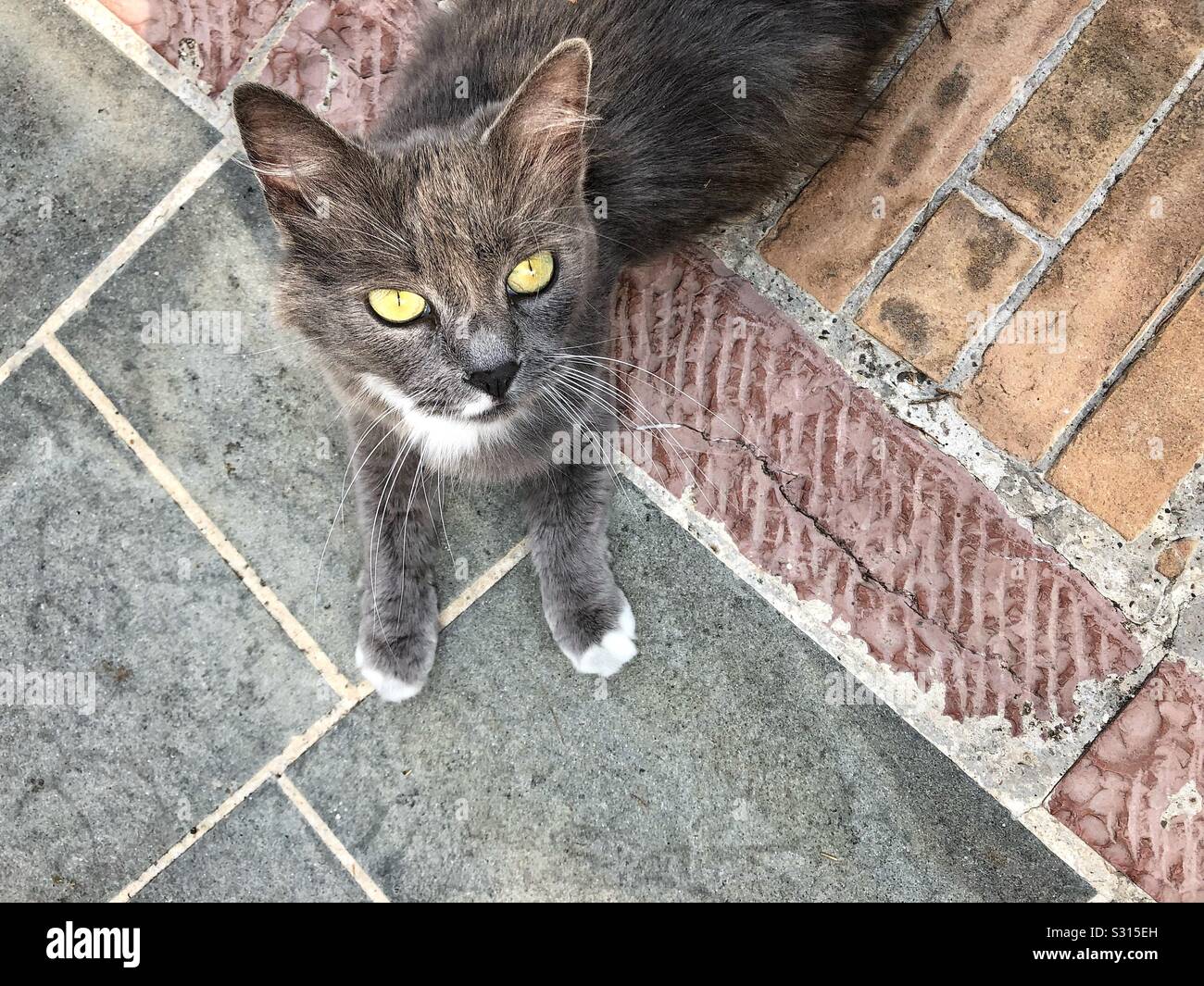 Grey white cat yellow eyes hires stock photography and images Alamy