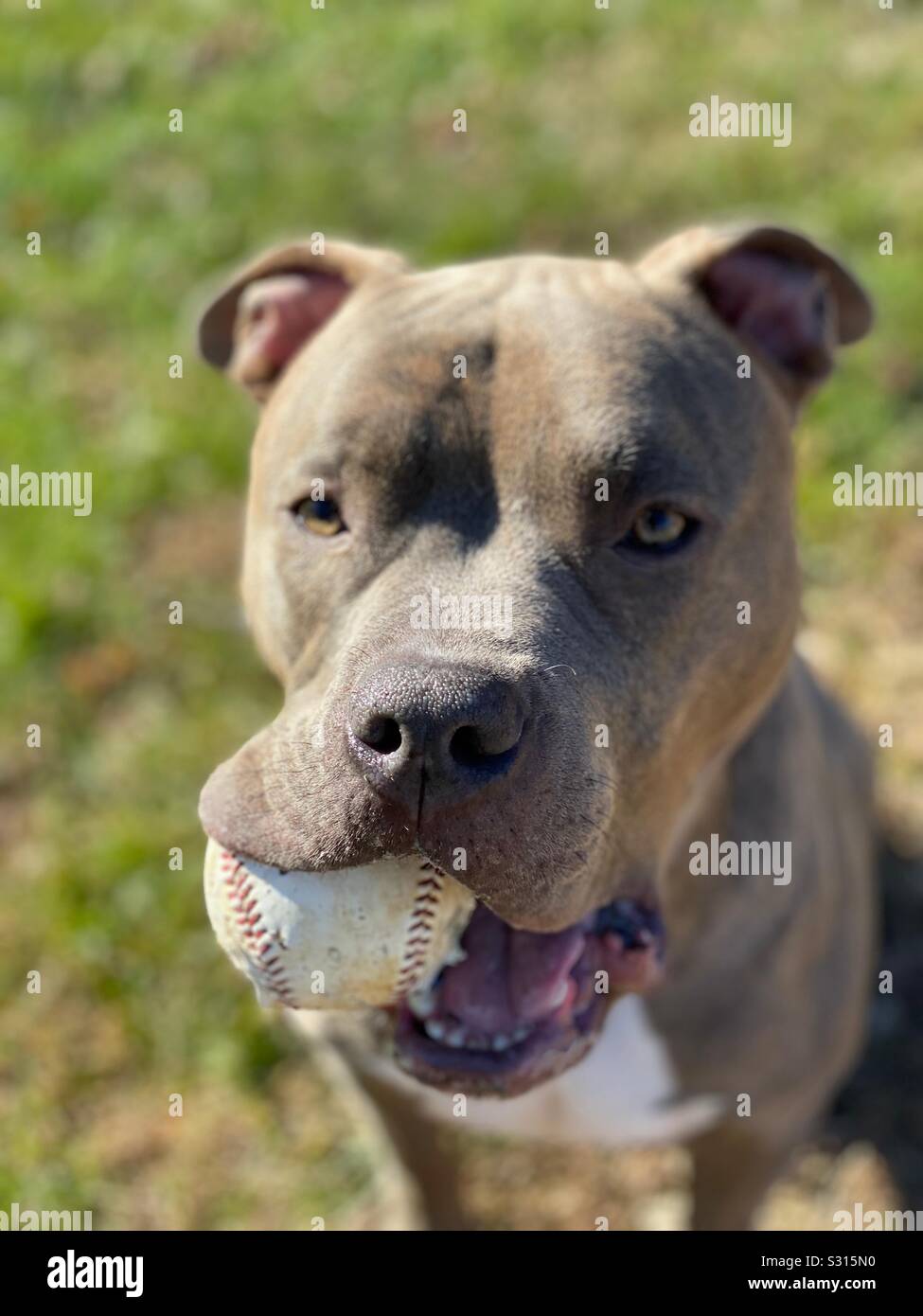 Dog Playing Baseball Stock Photo Alamy