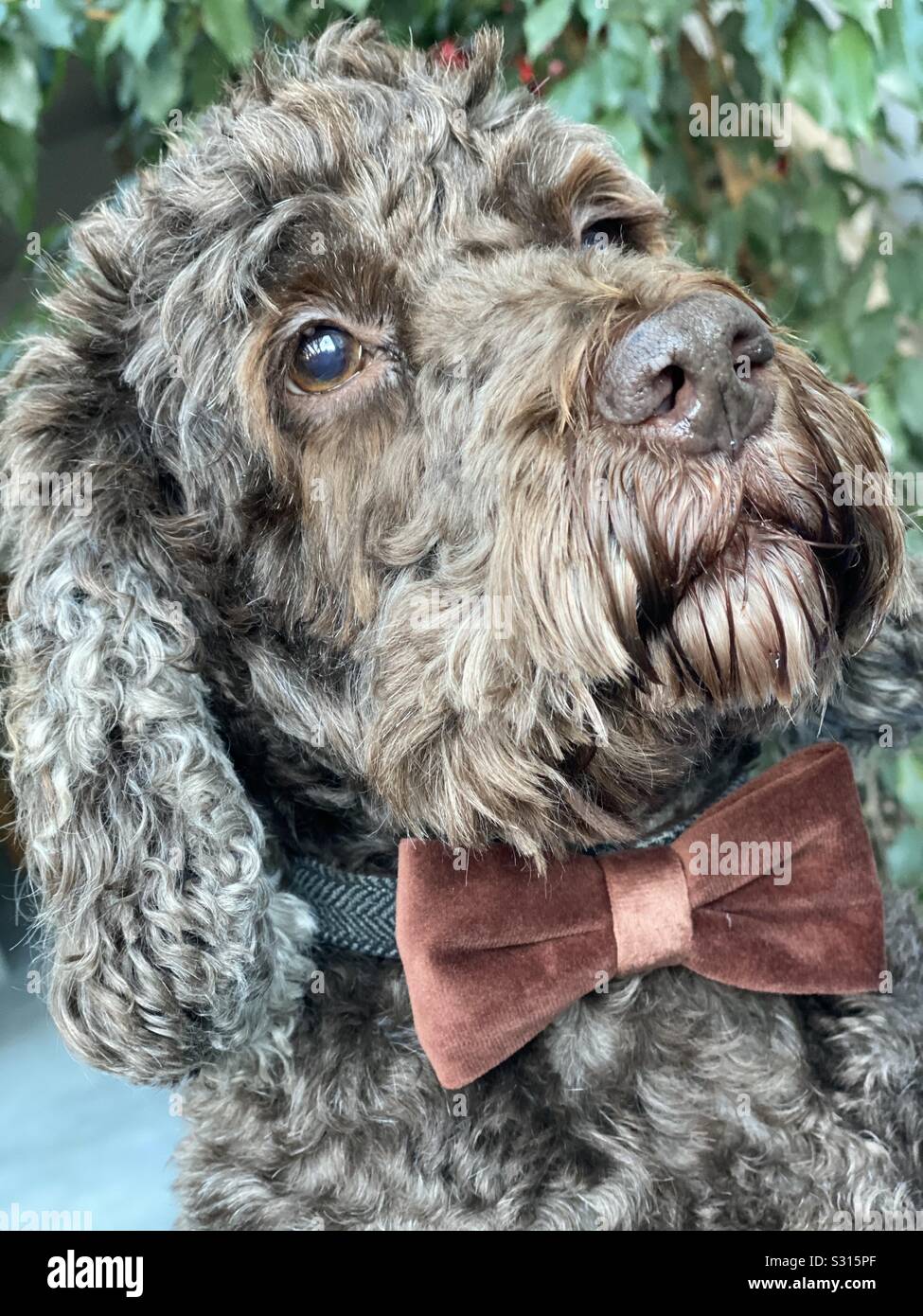 Brown Cockapoo High Resolution Stock Photography and Images - Alamy