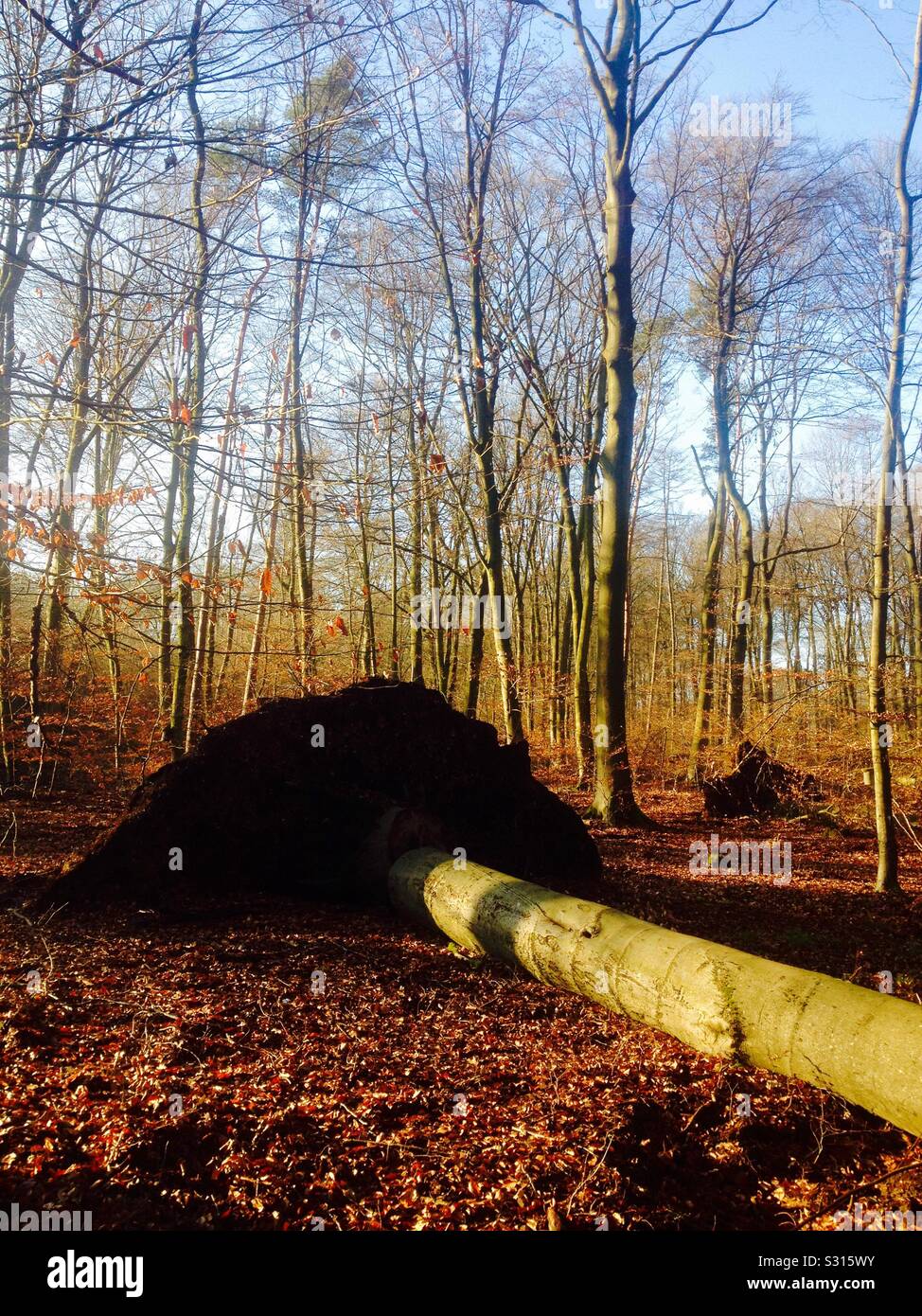 Beech Tree (Fagus sylvatica) falled down - Smartphone Captured Stock Image