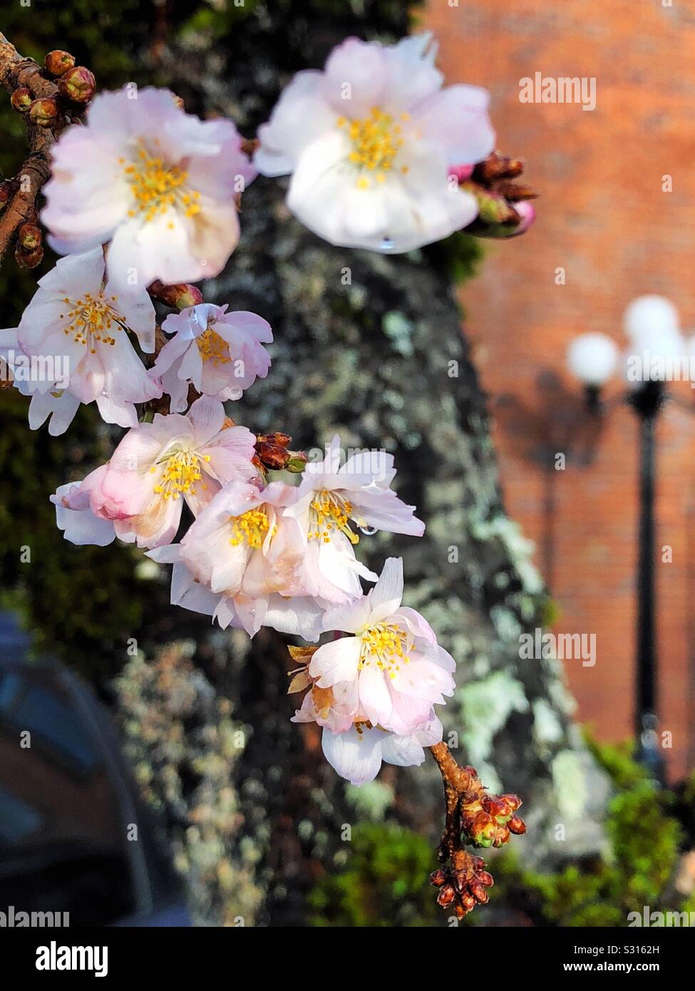 Cherry blossoms in winter Stock Photo