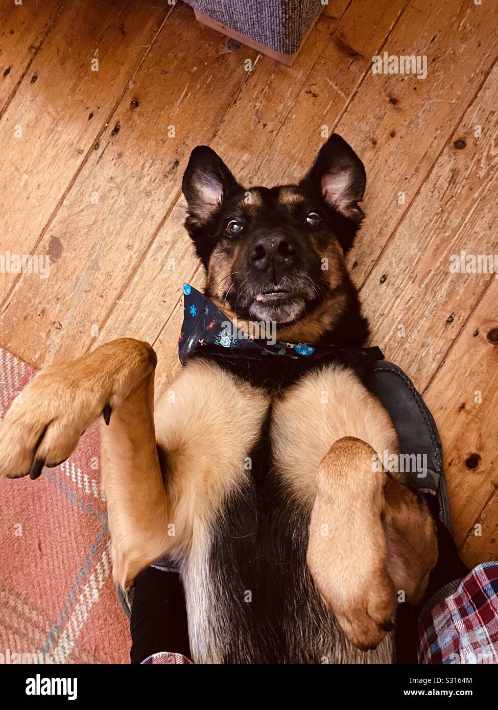 Cute dog with startled look lying on his back Stock Photo