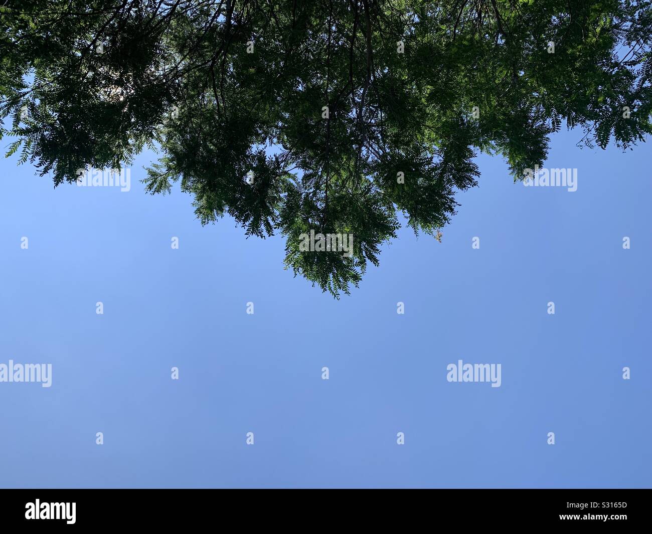 Blue sky partially obstructed by leafy tree. Stock Photo