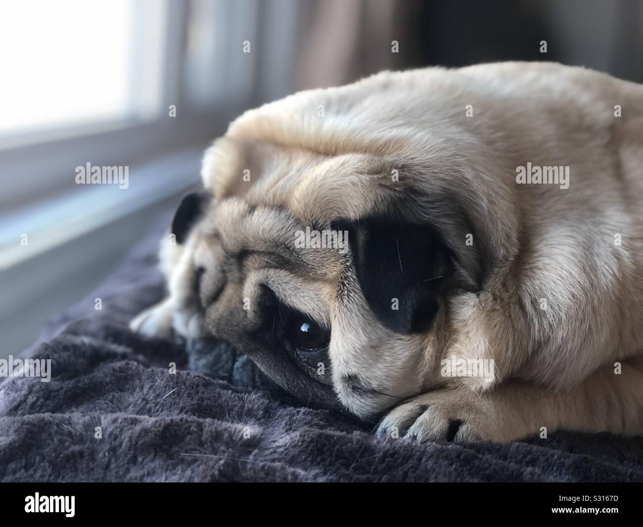 Fluffy pug dog 2025