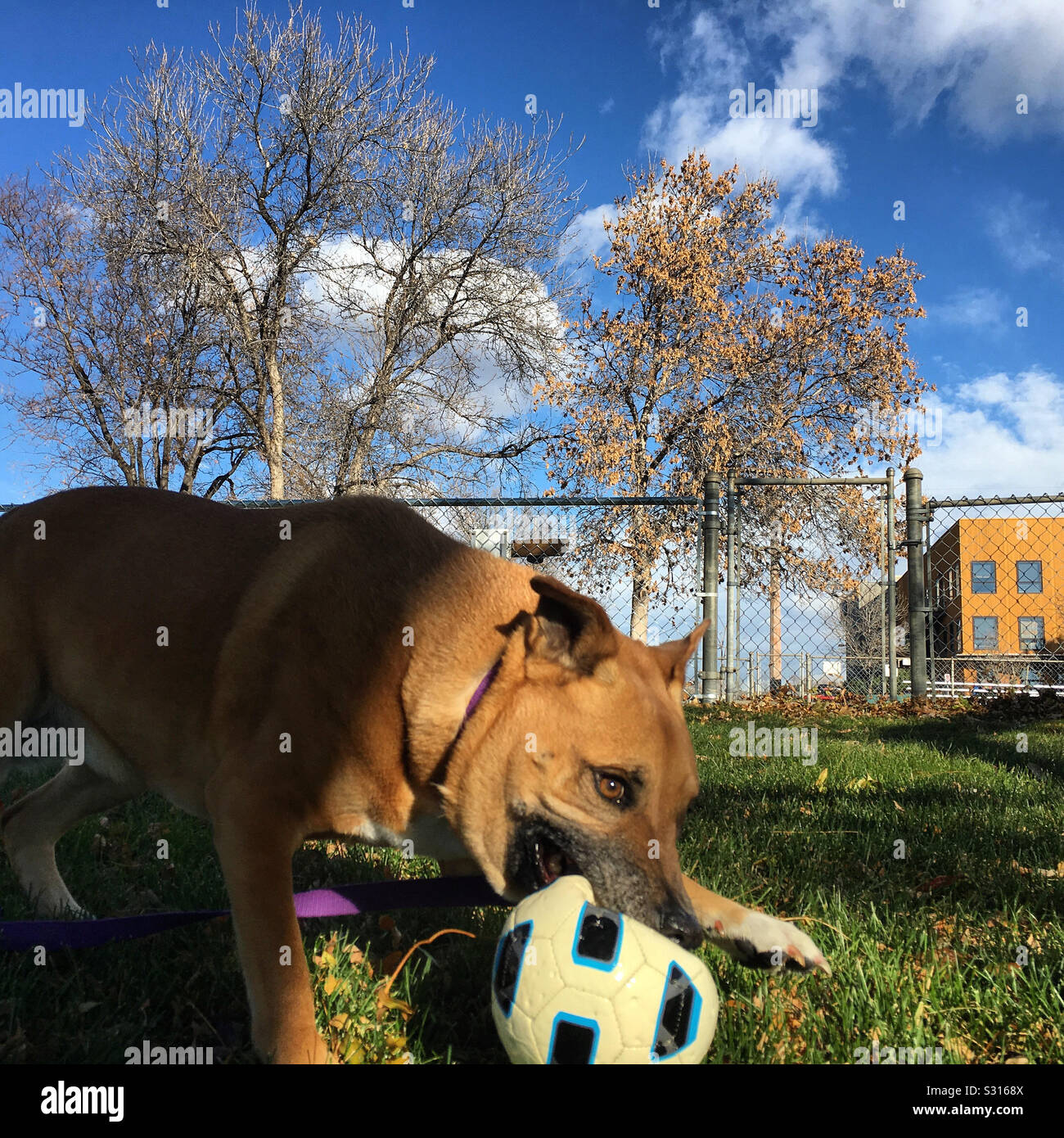 Dog bites ball hires stock photography and images Alamy