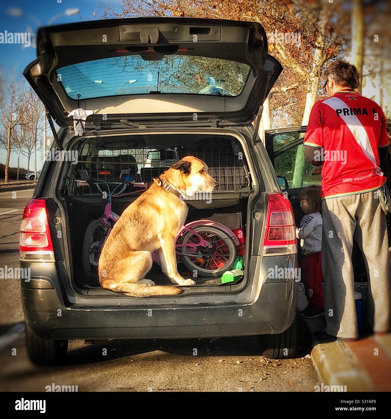 A dog sits patiently in the boot of a car whilst the owner opens a door for his young daughter to get in. A child’s bicycle in the boot indicates that they have just returned from a ride in the park. Stock Photo
