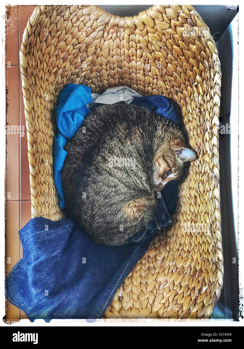Cat sleeping in laundry basket Stock Photo Alamy
