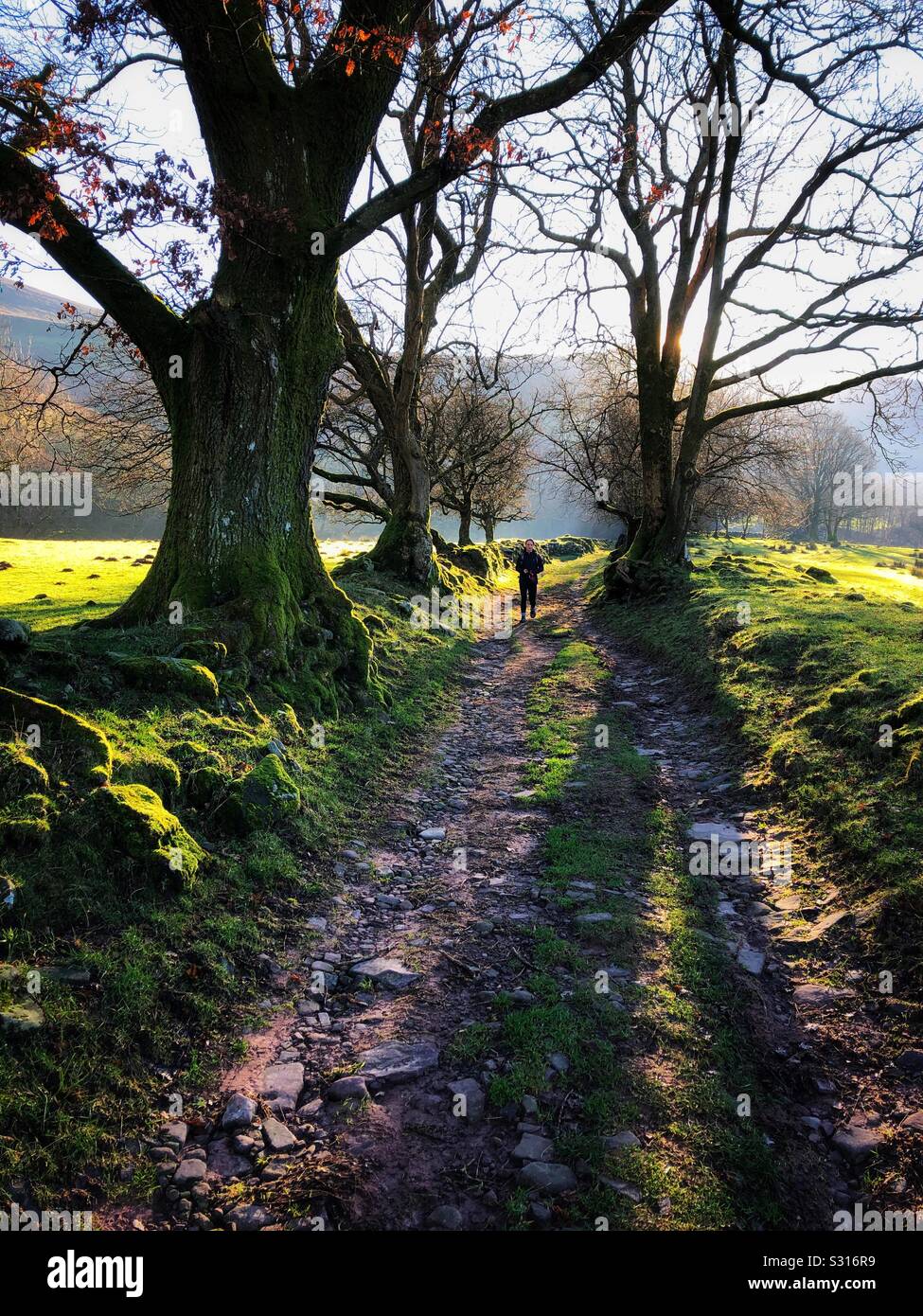 Young woman walking through ancient deciduous trees at the foot of Pen y Fan, Cwm Llwch, Brecon Beacons, Wales, December. - Smartphone Captured Stock Image