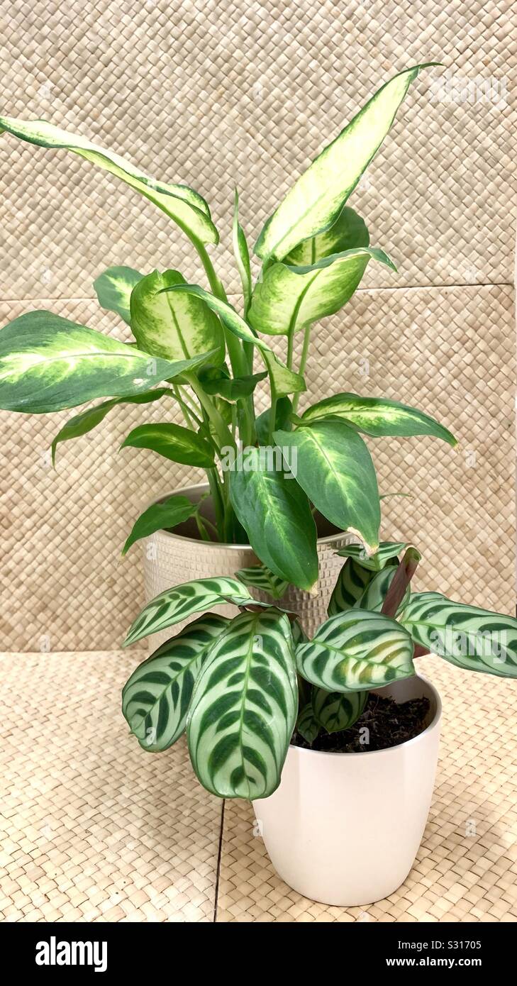 Two house plants against woven rattan background - Smartphone Captured Stock Image