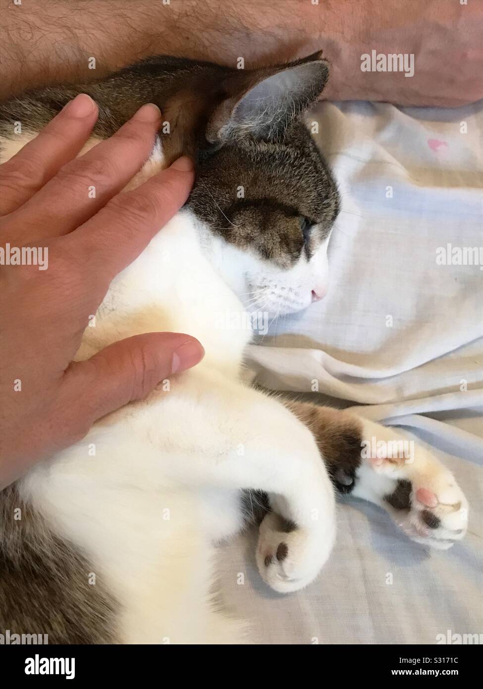 Hand stroking a relaxed tabby and white cat. - Smartphone Captured Stock Image