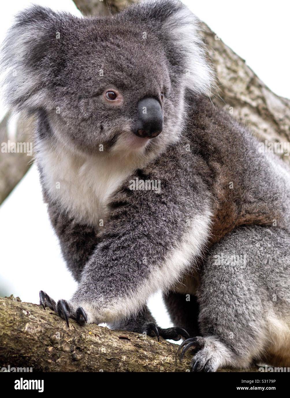 Australian bush fires.  Many species of animal destroyed by tragic fires in Australia, including koalas. - Smartphone Captured Stock Image