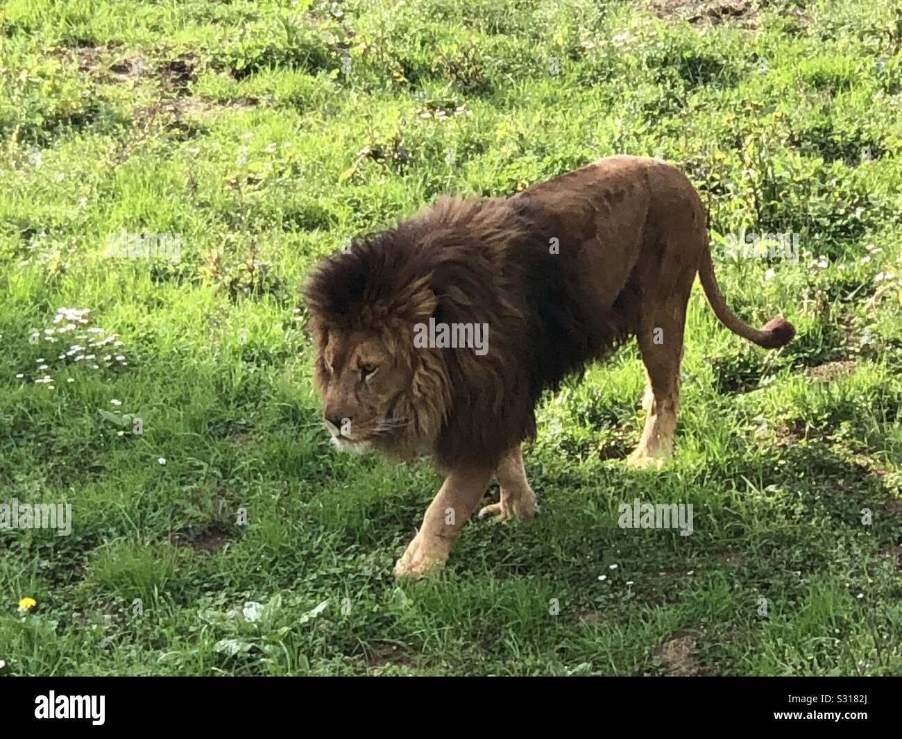 Lion, Spain, Cantabria, El Parque de la Naturaleza de Cabárceno Stock Photo