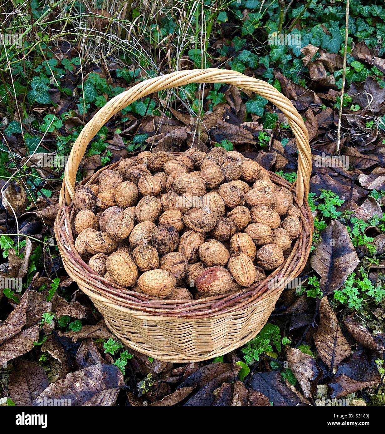 Wicker basket full of walnuts. - Smartphone Captured Stock Image