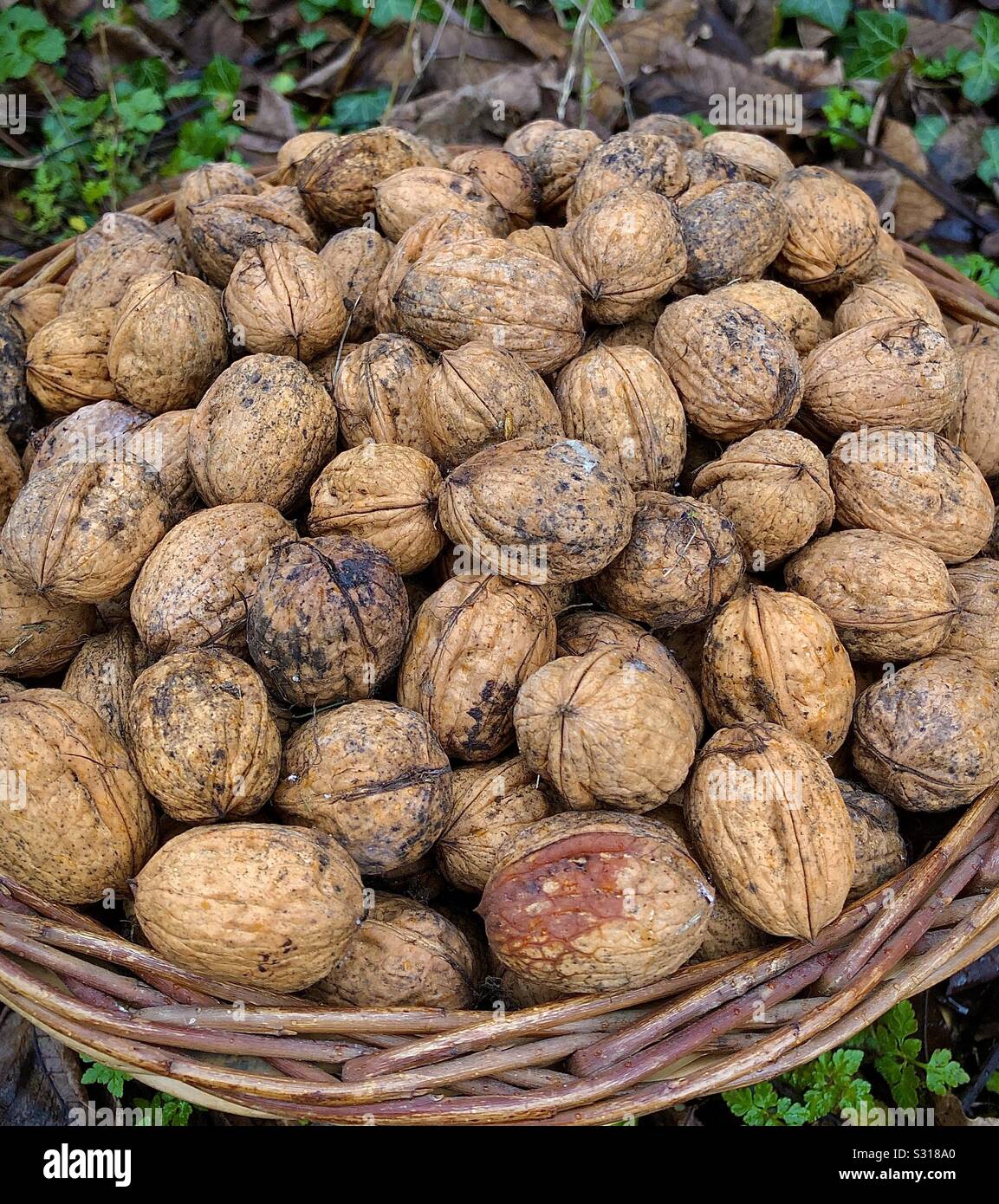 Basket of walnuts. Stock Photo