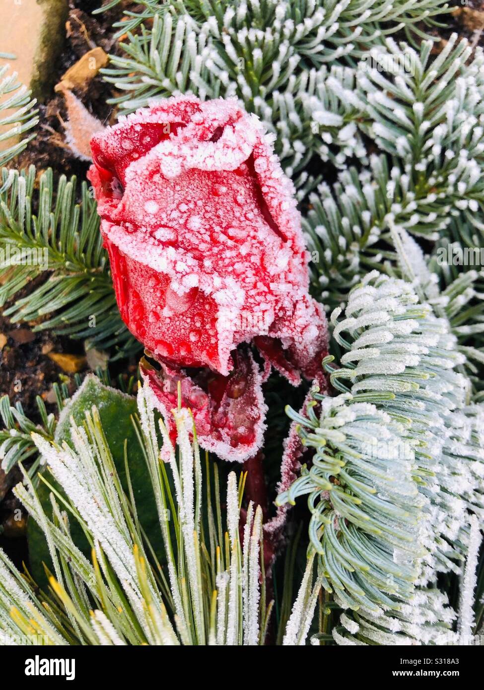 Frosty morning - Smartphone Captured Stock Image