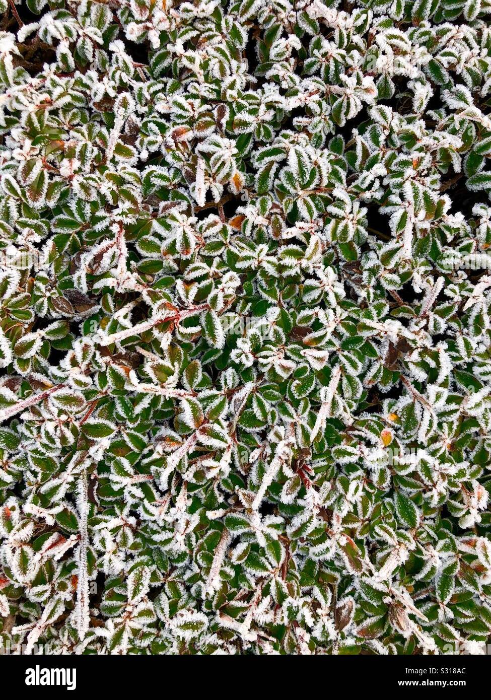 Frosty shrub hi-res stock photography and images - Alamy