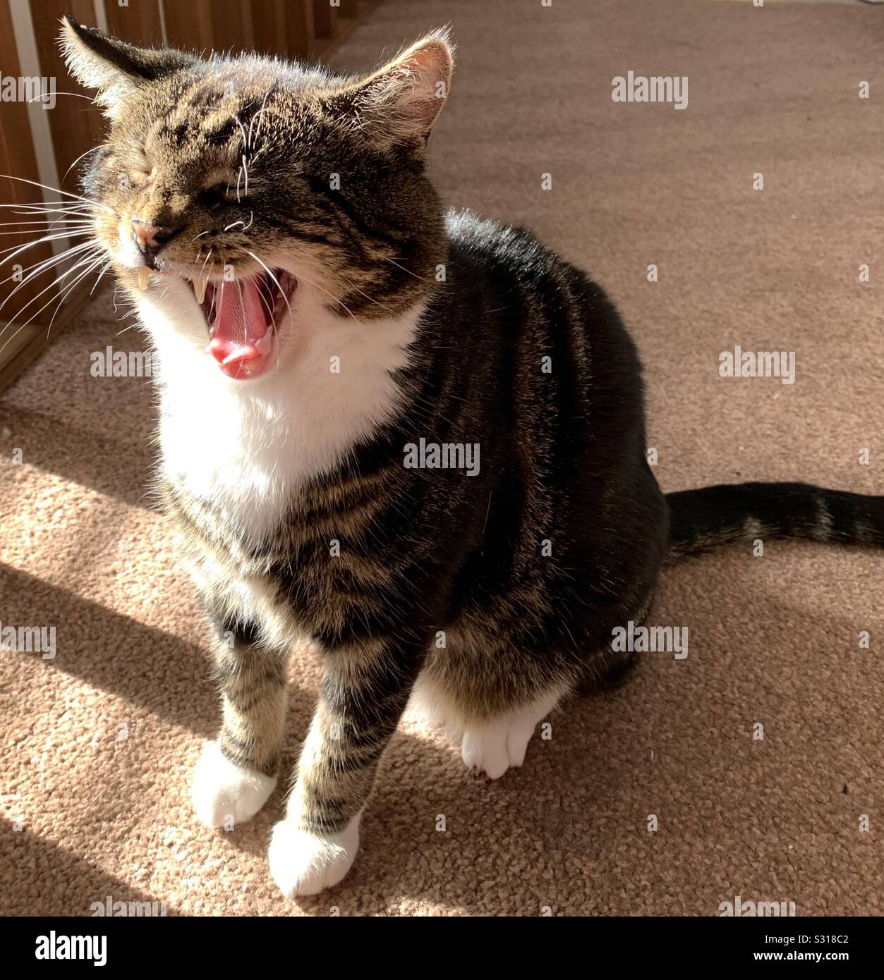 Cat scream hires stock photography and images Alamy