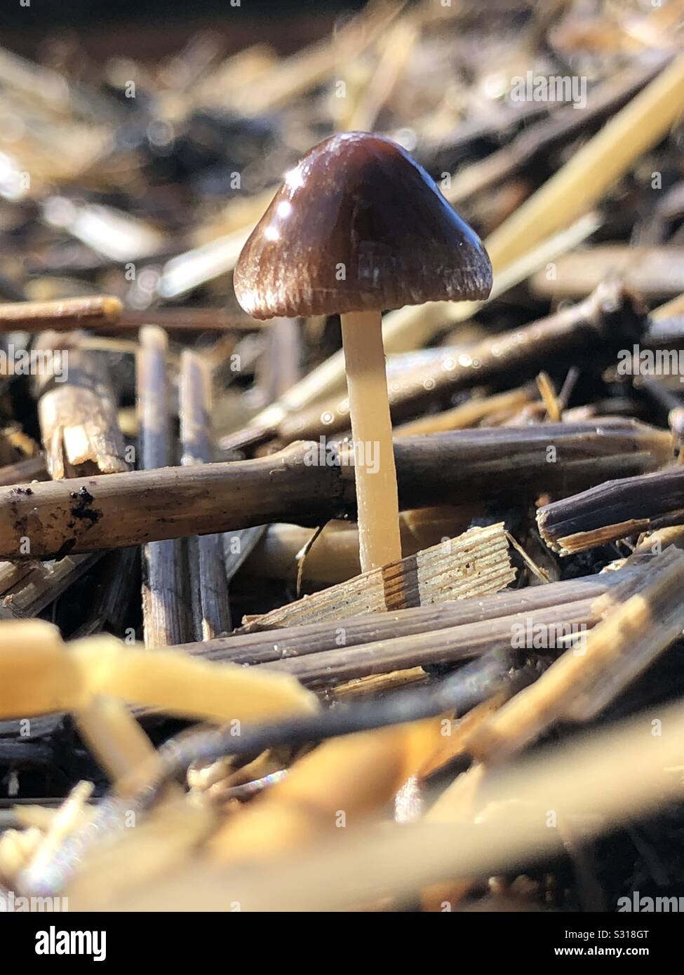 A tiny mushroom growing in a compost pile. Stock Photo