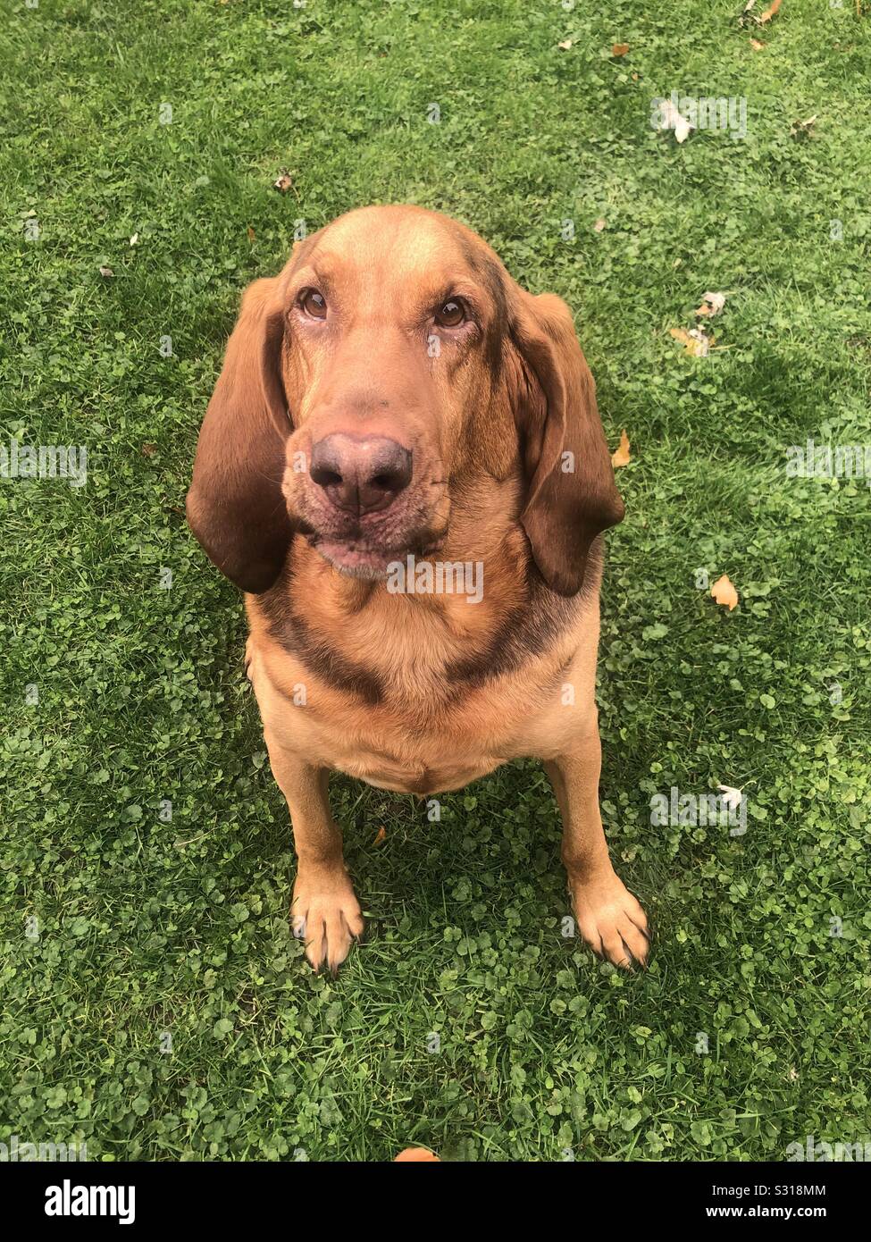 Puppy play time Stock Photo Alamy