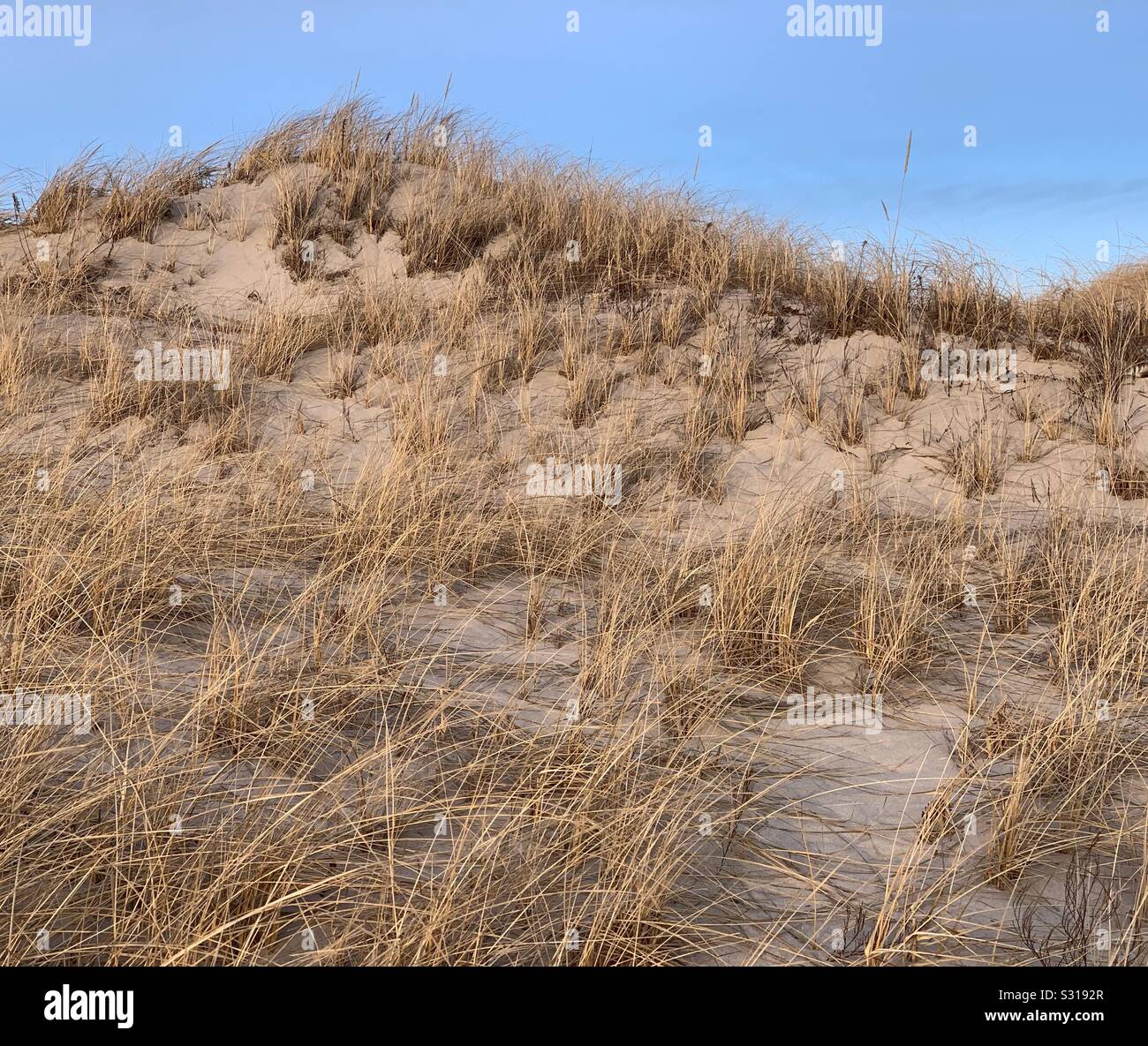Dune, Cape Cod, Massachusetts, United States - Smartphone Captured Stock Image