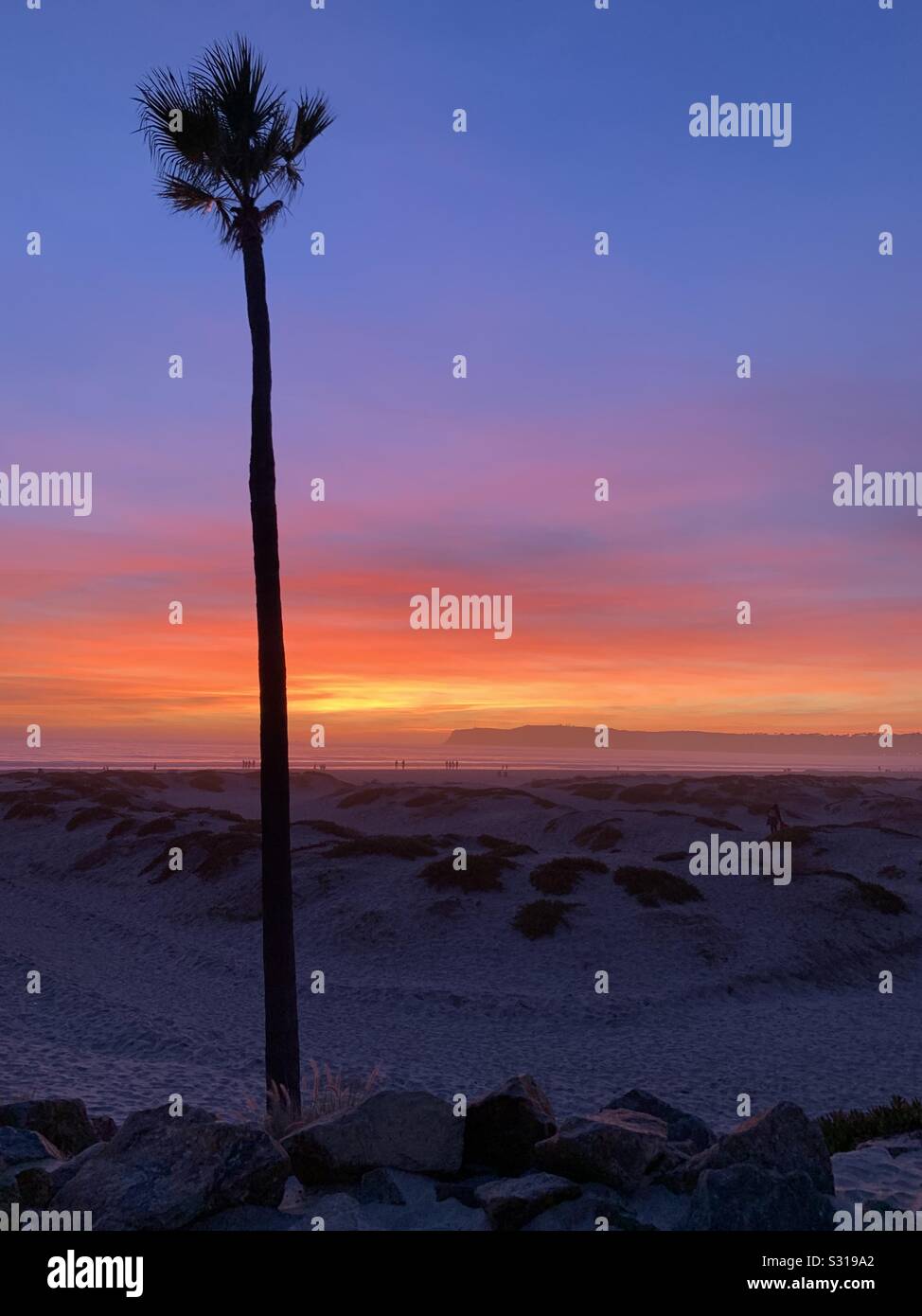 A single palm tree in front of a multi-colored sunset sky at a beach in Southern California. - Smartphone Captured Stock Image
