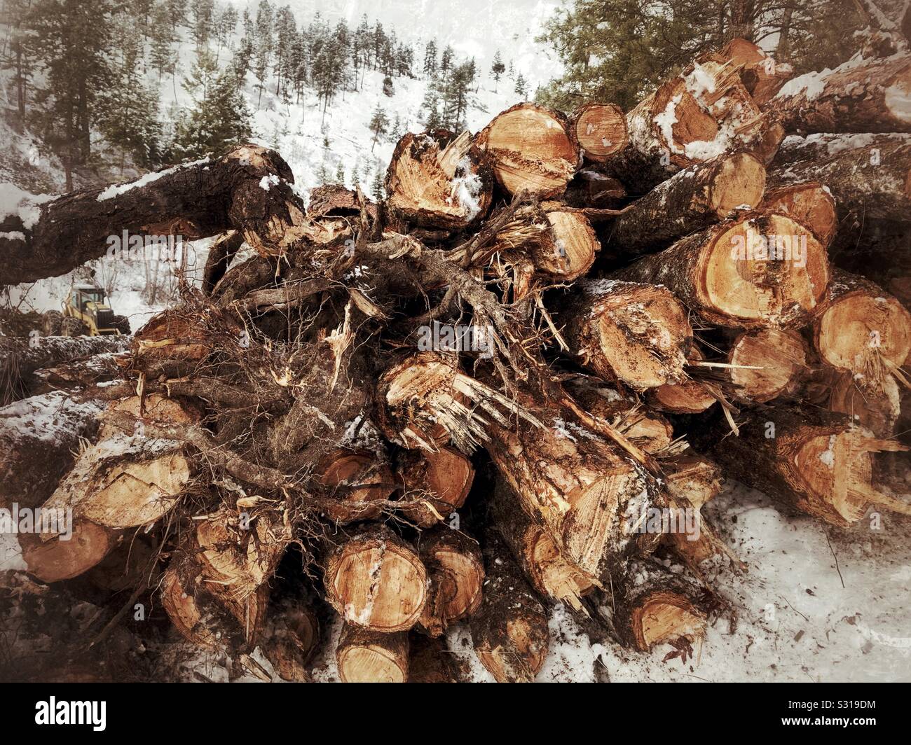 Freshly logged trees piled up in snow with evergreen trees on a hill in the distance. - Smartphone Captured Stock Image