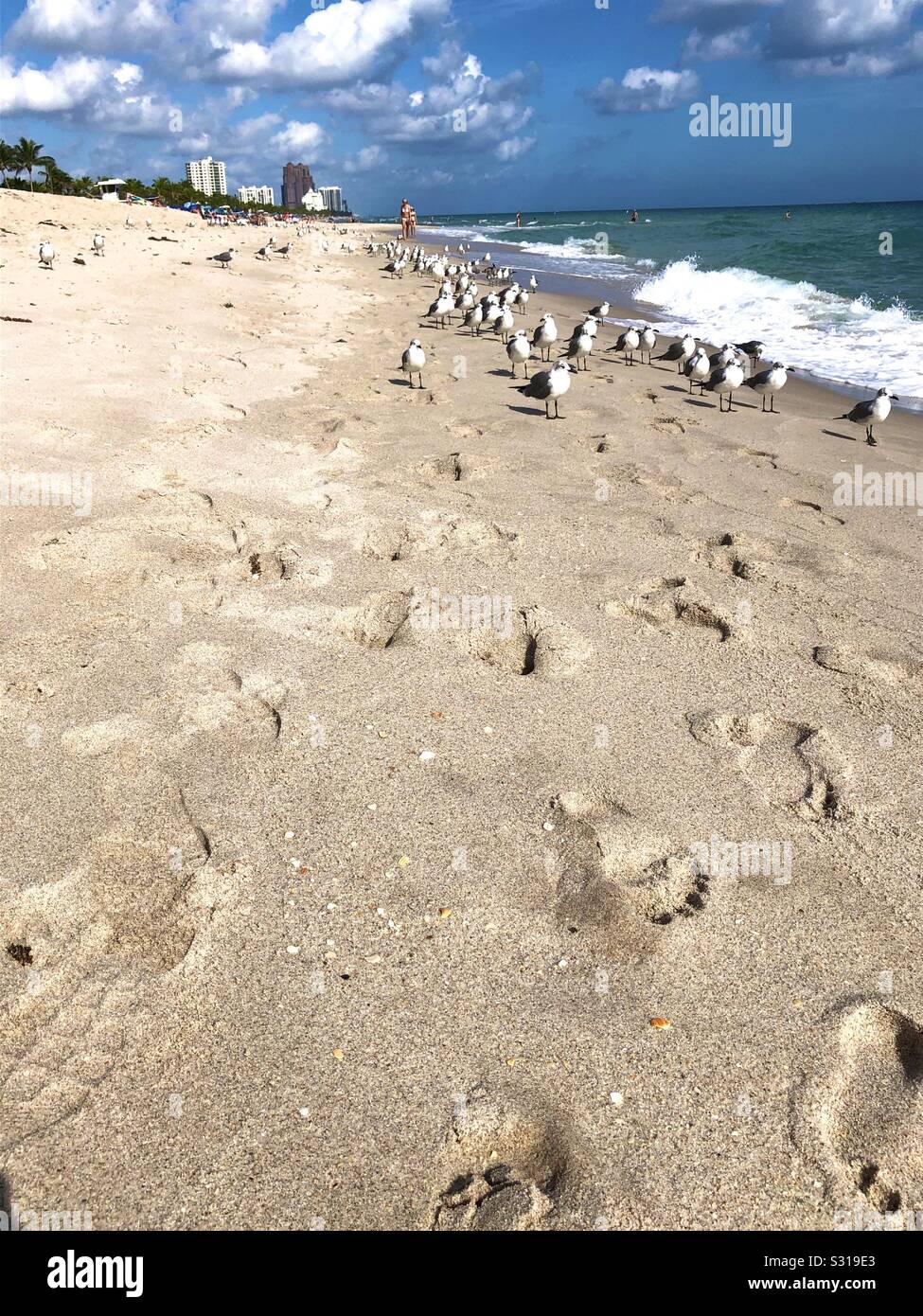 Footprints and gulls along the beach in Fort Lauderdale, Florida with hotels and tourists in the background. - Smartphone Captured Stock Image