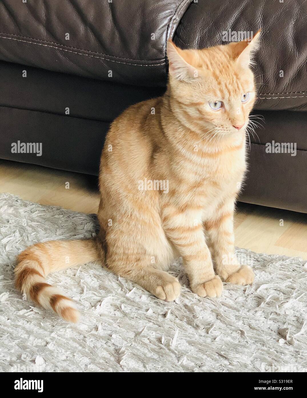 Striped ginger cat hires stock photography and images Alamy