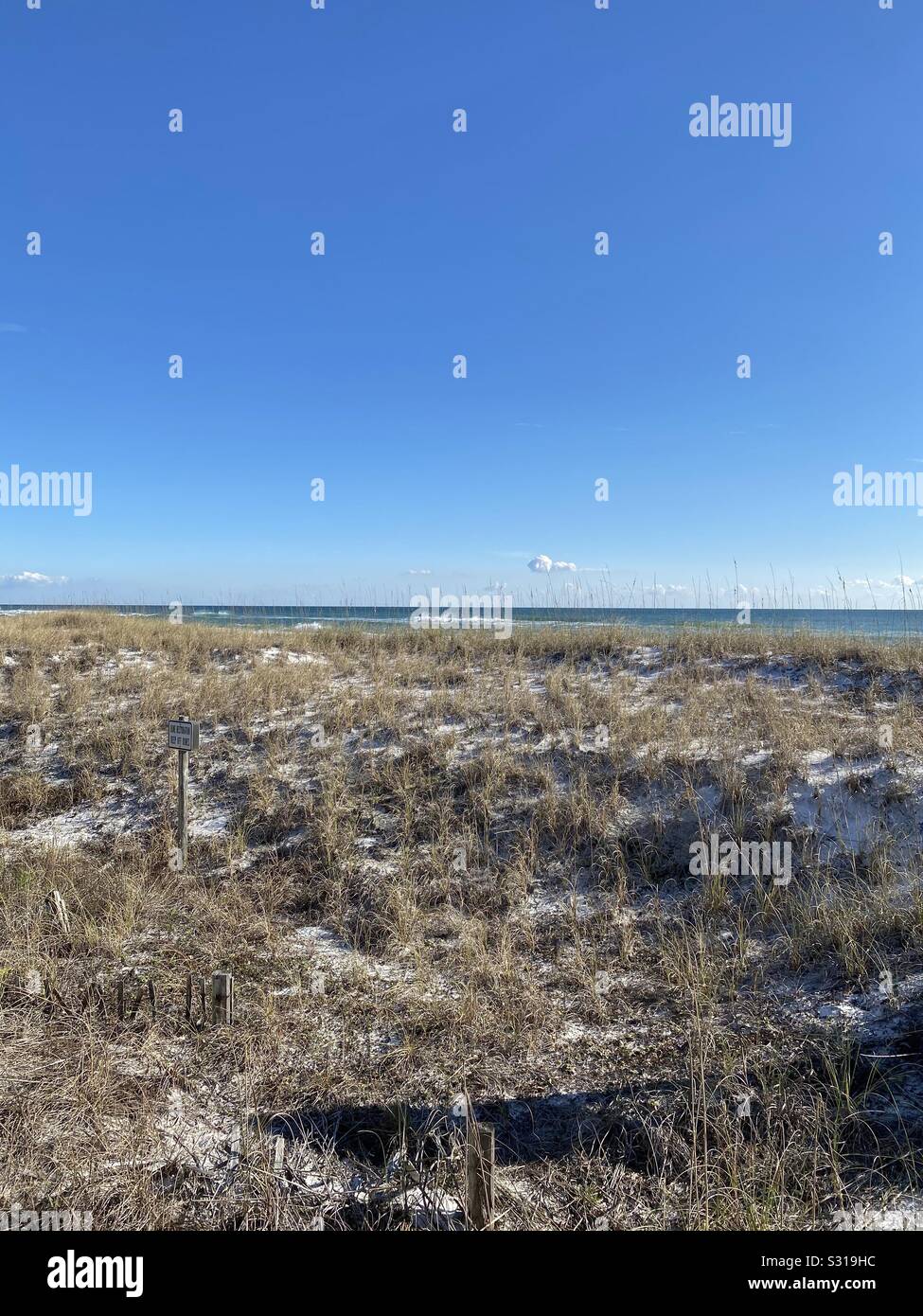 Dune grass on the beach with view of water and blue skies - Smartphone Captured Stock Image