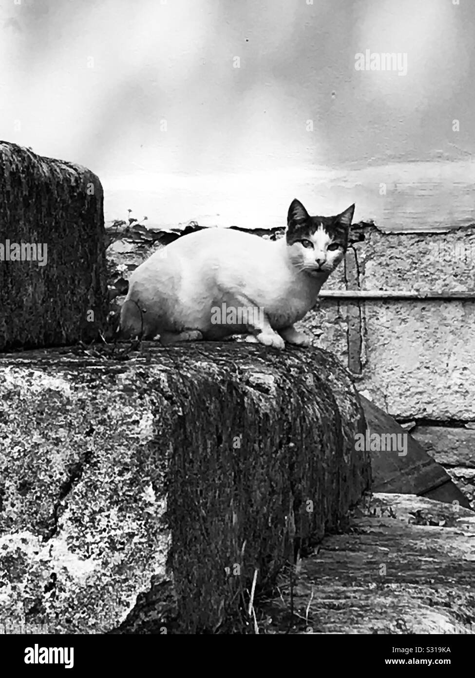 Cat on steps in Ancient Greek ruins - Smartphone Captured Stock Image