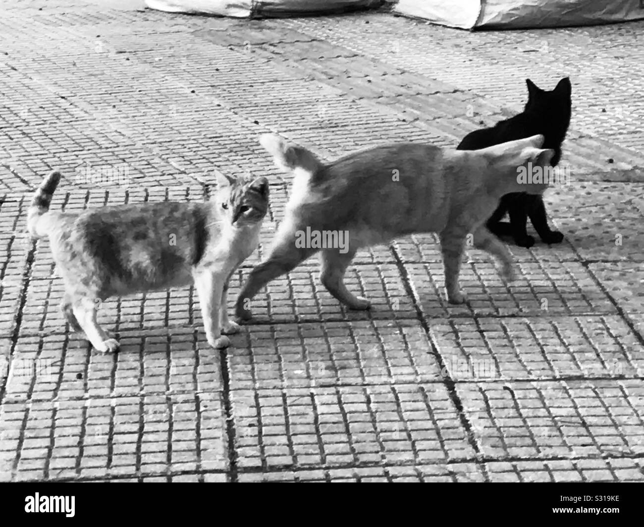 Urban street cats Greece - Smartphone Captured Stock Image