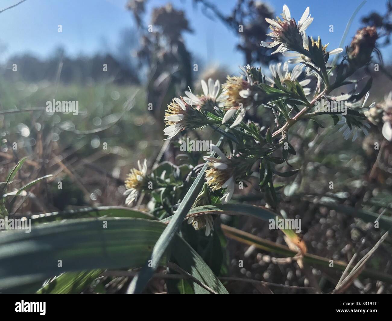 One Frost Aster revives with spring-like weather in December, North Carolina - Smartphone Captured Stock Image