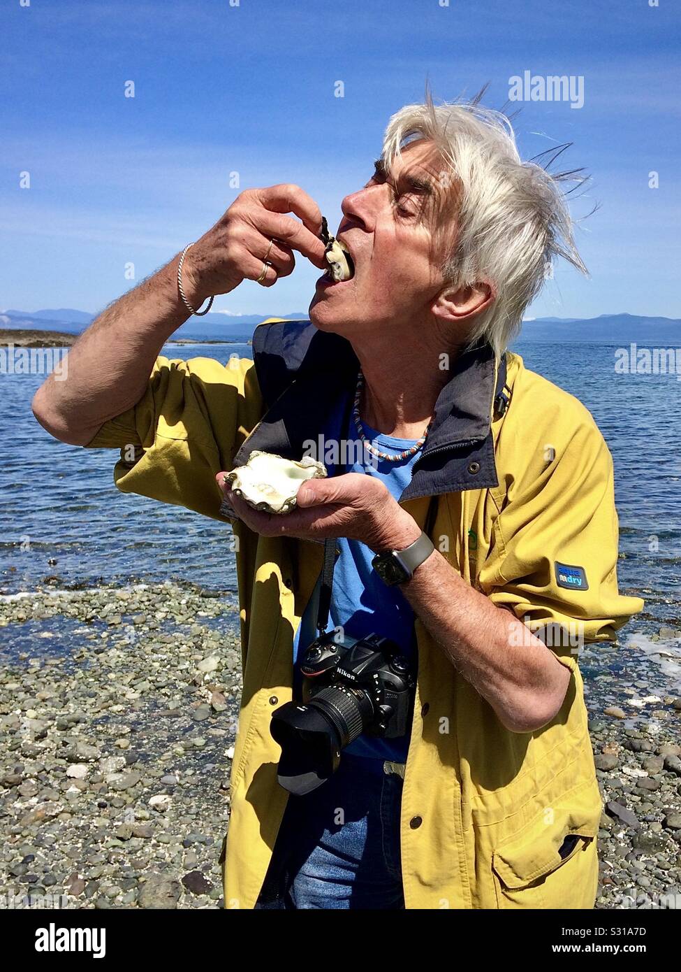 Swallowing a wild oyster on a Canadian Pacific shore. Stock Photo