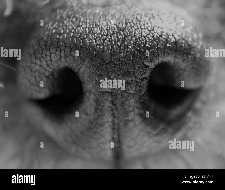 Close up of dogs nose Stock Photo Alamy