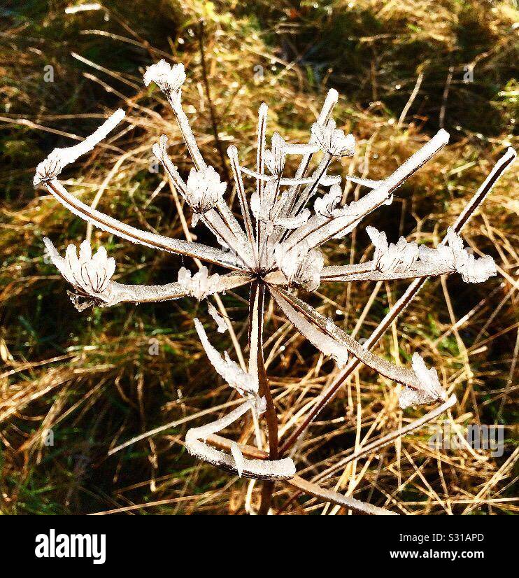 Frosty Flowers Glinting Among Haystacks and Straw Stock Photo